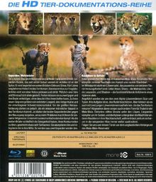 Geparden (Blu-ray), Blu-ray Disc