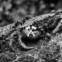 Ein krabbenähnliches Tier mit einem aufgemalten Symbol zweier gekreuzter Hämmer auf seinem Rücken.