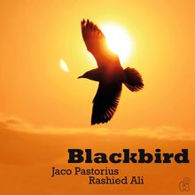 "Blackbird, Jaco Pastorius, Rashied Ali" vor orangefarbenem Sonnenuntergang mit Silhouette eines fliegenden Vogels.