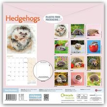 "Hedgehogs Calendar 2027", "Plastic-Free Packaging". Zwölf Fotos von Igeln, ein Monatskalender und ein Recycling-Hinweis.