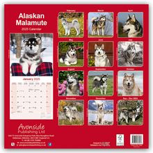 Avonside Publishing Ltd: Alaskan Malamute 2025 - 16-Monatskalender, Kalender