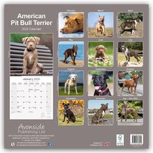 Avonside Publishing Ltd: American Pit Bull Terrier 2025 - 16-Monatskalender, Kalender