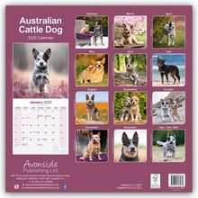 Avonside Publishing Ltd: Australian Cattle Dog - Australische Cattle Dogs 2025 - 16-Monatskalender, Kalender