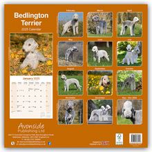 Avonside Publishing Ltd.: Bedlington Terrier 2025- 16-Monatskalender, Kalender