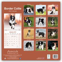 Avonside Publishing Ltd: Border Collie 2025 - 16-Monatskalender, Kalender