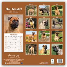 Avonside Publishing Ltd: Bull Mastiff 2025 - 16-Monatskalender, Kalender