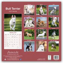 Avonside Publishing Ltd: Bull Terrier - Bull Terrier 2025 - 16-Monatskalender, Kalender
