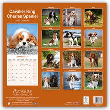 Avonside Publishing Ltd: Cavalier King Charles Spaniel 2025 - 16-Monatskalender, Kalender