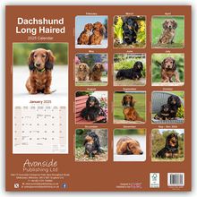 Avonside Publishing Ltd: Longhaired Dachshund - Langhaardackel 2025 - 16-Monatskalender, Kalender