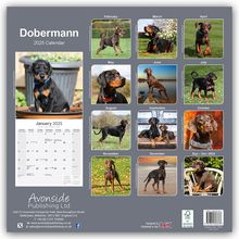 Avonside Publishing Ltd: Dobermann 2025 - 16-Monatskalender, Kalender