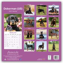 Avonside Publishing Ltd: Doberman - Dobermann 2025 - 16-Monatskalender, Kalender