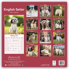 Avonside Publishing Ltd: English Setter - Englisch Setter 2025 - 16-Monatskalender, Kalender