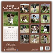 Avonside Publishing Ltd: English Springer Spaniels 2025 - 16-Monatskalender, Kalender