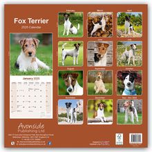 Avonside Publishing Ltd: Fox Terrier - Foxterrier 2025 - 16-Monatskalender, Kalender