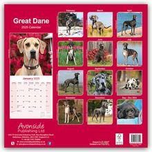 Avonside Publishing Ltd: Great Dane - Dänische Dogge 2025 - 16-Monatskalender, Kalender