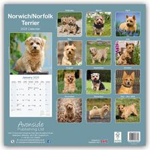 Norfolk Terrier 2025 - 16-Monatskalender - Original Avonside-Kalender [Mehrsprachig] [Kalender], Kalender