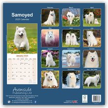 Avonside Publishing Ltd: Samoyed - Samojeden 2025 - 16-Monatskalender, Kalender