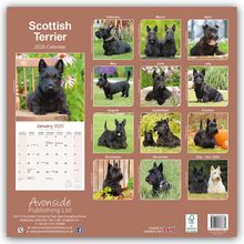 Avonside Publishing Ltd: Scottish Terrier - Scottish Terrier 2025- 16-Monatskalender, Kalender