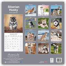 Avonside Publishing Ltd: Siberian Husky - Sibirische Huskys 2025 - 16-Monatskalender, Kalender