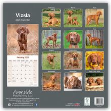 Avonside Publishing Ltd: Vizsla - Ungarische Vorstehhunde 2025 - 16-Monatskalender, Kalender