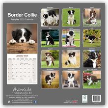 Avonside Publishing Ltd: Border Collie Puppies - Border Collie Welpen 2025 - 16-Monatskalender, Kalender