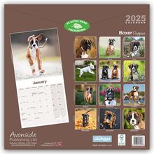 Avonside Publishing Ltd: Boxer Puppies - Boxer Welpen 2025 - 16-Monatskalender, Kalender