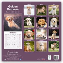 Avonside Publishing Ltd: Golden Retriever Puppies - Golden Retriever-Welpen 2025 - 16-Monatskalender, Kalender