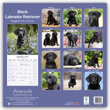 Avonside Publishing Ltd: Black Labrador Retriever Puppies - Schwarze Labradorwelpen 2025 - 16-Monatskalender, Kalender