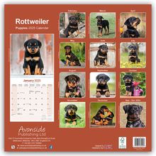 Avonside Publishing Ltd: Rottweiler Puppies - Rottweiler Welpen 2025 - 16-Monatskalender, Kalender