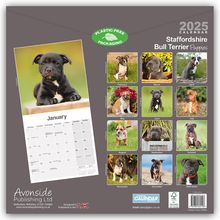 Avonside Publishing Ltd: Staffordshire Bull Terrier Puppies - Staffordshire Bull Terrier Welpen 2025 - 16-Monatskalender, Kalender