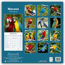 Avonside Publishing Ltd: Macaws - Ara-Papageien - Aras 2025 - 16-Monatskalender, Kalender