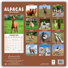 Avonside Publishing Ltd: Alpacas - Alpakas 2025 - 16-Monatskalender, Kalender