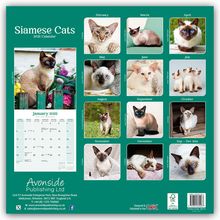 Avonside Publishing Ltd: Siamese Cats - Siam-Katzen 2025 - 16-Monatskalender, Kalender