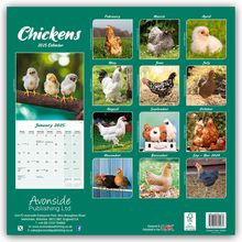 Avonside Publishing Ltd: Chickens - Hühner 2025 - 16-Monatskalender, Kalender