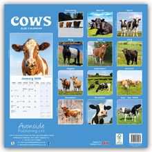 Avonside Publishing Ltd: Cows - Kühe 2025 - 16-Monatskalender, Kalender