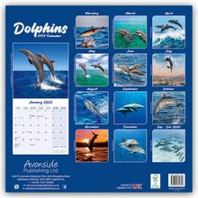 Avonside Publishing Ltd: Dolphins - Delfine - Delphine 2025 - 16-Monatskalender, Kalender