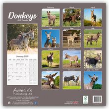 Avonside Publishing Ltd: Donkeys - Esel 2025 - 16-Monatskalender, Kalender