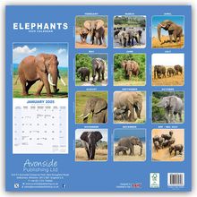 Avonside Publishing Ltd: Elephants - Elefanten 2025 - 16-Monatskalender, Kalender