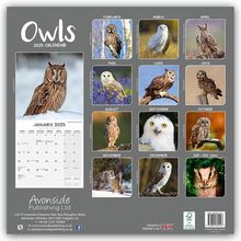 Avonside Publishing Ltd: Owls - Eulen 2025 - 16-Monatskalender - Original Avonside-Kalender [Mehrsprachig] [Kalender], Kalender