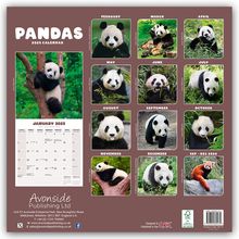 Avonside Publishing Ltd: Pandas - Pandabären 2025 - 16-Monatskalender, Kalender