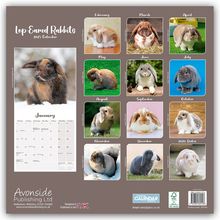 Avonside Publishing Ltd: Lop-eared Rabbits - Widderkaninchen 2025 - 16-Monatskalender, Kalender