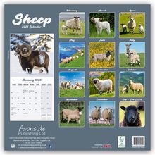 Avonside Publishing Ltd: Sheep - Schafe 2025 - 16-Monatskalender, Kalender