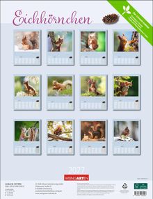 Kalender "Eichhörnchen" 2027, zwölf Bilder mit Eichhörnchen in verschiedenen Posen. Umweltfreundliches Papier.