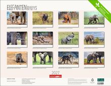 ELEFANTENbabys, Afrikanischer Elefant (Loxodonta africana), 2027, WEINGARTEN. Mehrere Fotos von Elefantenbabys in freier Natur.