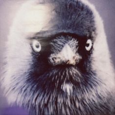 Illustration eines Vogelkopfes mit intensiven, runden Augen und flauschigen Federn.