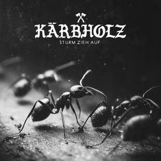 Text: "Kärbholz, Sturm zieht auf". Schwarz-Weiß-Foto von Ameisen in Nahaufnahme.