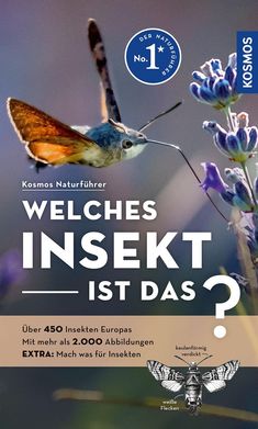 Heiko Bellmann: Welches Insekt ist das?, Buch