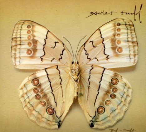 Xavier Rudd: White Moth, CD