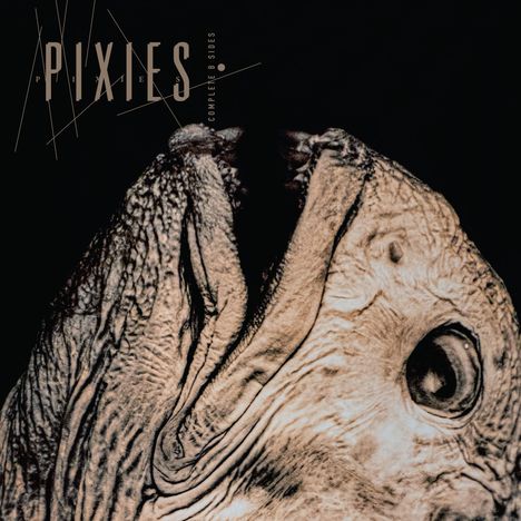 Text: "PIXIES COMPLETE B SIDES". Gezeigt ist eine Nahaufnahme eines Elefantenkopfes mit markanten Falten.