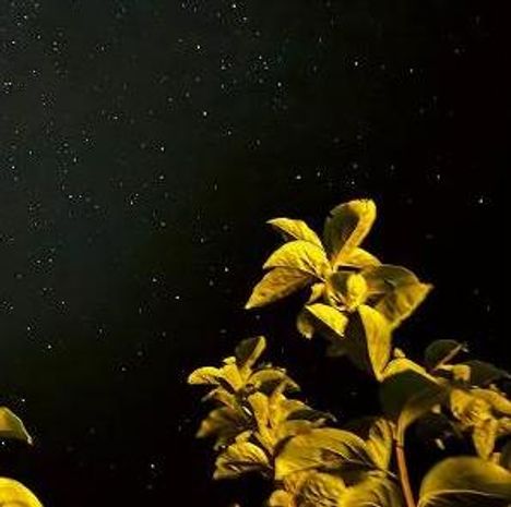 Keine erkennbaren Texte. Goldene Blätter vor sternenklarem Nachthimmel.